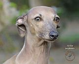 Italian Greyhound 9K74D-19